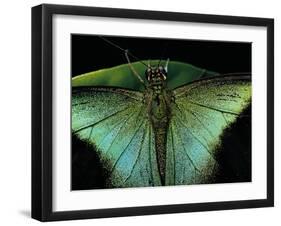 Papilio Peranthus (Peranthus Peacock) - Detail-Paul Starosta-Framed Premium Photographic Print
