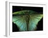 Papilio Peranthus (Peranthus Peacock) - Detail-Paul Starosta-Framed Premium Photographic Print