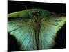 Papilio Peranthus (Peranthus Peacock) - Detail-Paul Starosta-Mounted Photographic Print