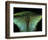 Papilio Peranthus (Peranthus Peacock) - Detail-Paul Starosta-Framed Photographic Print