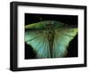 Papilio Peranthus (Peranthus Peacock) - Detail-Paul Starosta-Framed Photographic Print