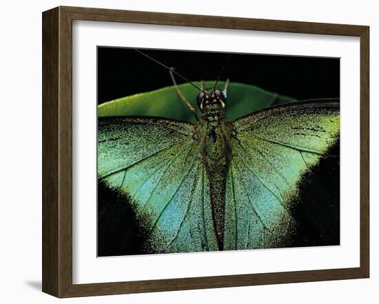 Papilio Peranthus (Peranthus Peacock) - Detail-Paul Starosta-Framed Photographic Print