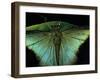 Papilio Peranthus (Peranthus Peacock) - Detail-Paul Starosta-Framed Photographic Print