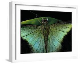 Papilio Peranthus (Peranthus Peacock) - Detail-Paul Starosta-Framed Photographic Print