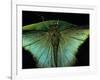 Papilio Peranthus (Peranthus Peacock) - Detail-Paul Starosta-Framed Photographic Print