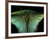 Papilio Peranthus (Peranthus Peacock) - Detail-Paul Starosta-Framed Photographic Print