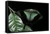 Papilio Peranthus (Peranthus Peacock)-Paul Starosta-Framed Stretched Canvas