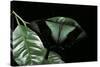 Papilio Peranthus (Peranthus Peacock)-Paul Starosta-Stretched Canvas