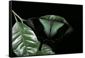 Papilio Peranthus (Peranthus Peacock)-Paul Starosta-Framed Stretched Canvas