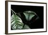 Papilio Peranthus (Peranthus Peacock)-Paul Starosta-Framed Photographic Print