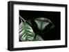 Papilio Peranthus (Peranthus Peacock)-Paul Starosta-Framed Photographic Print