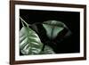 Papilio Peranthus (Peranthus Peacock)-Paul Starosta-Framed Photographic Print