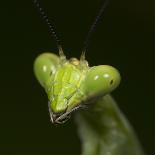 Eyelash Viper Snake on Heliconia Flower-Papilio-Laminated Premium Photographic Print