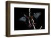 Papilio Rumanzovia (Scarlet Mormon) - Female-Paul Starosta-Framed Photographic Print