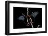 Papilio Rumanzovia (Scarlet Mormon) - Female-Paul Starosta-Framed Photographic Print