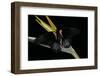 Papilio Rumanzovia (Scarlet Mormon) - Female-Paul Starosta-Framed Photographic Print