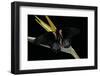 Papilio Rumanzovia (Scarlet Mormon) - Female-Paul Starosta-Framed Photographic Print