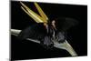 Papilio Rumanzovia (Scarlet Mormon) - Female-Paul Starosta-Mounted Photographic Print