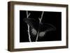 Papilio Rumanzovia (Scarlet Mormon) - Male-Paul Starosta-Framed Photographic Print