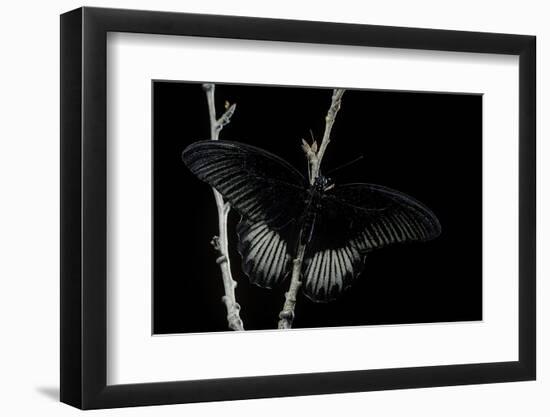 Papilio Rumanzovia (Scarlet Mormon) - Male-Paul Starosta-Framed Photographic Print