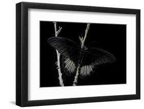Papilio Rumanzovia (Scarlet Mormon) - Male-Paul Starosta-Framed Photographic Print