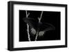 Papilio Rumanzovia (Scarlet Mormon) - Male-Paul Starosta-Framed Photographic Print