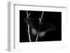 Papilio Rumanzovia (Scarlet Mormon) - Male-Paul Starosta-Framed Photographic Print