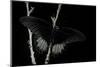 Papilio Rumanzovia (Scarlet Mormon) - Male-Paul Starosta-Mounted Photographic Print