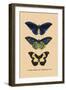 Papilio Urvillianus, Guer-null-Framed Art Print