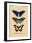 Papilio Urvillianus, Guer-null-Framed Art Print