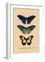 Papilio Urvillianus, Guer-null-Framed Art Print