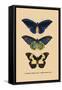 Papilio Urvillianus, Guer-null-Framed Stretched Canvas