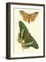 Papillion I-Vision Studio-Framed Art Print