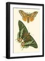 Papillion I-Vision Studio-Framed Art Print