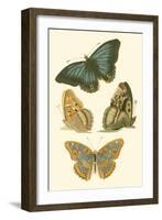 Papillion VI-Vision Studio-Framed Art Print