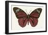 Papillon 4-Stellar Design Studio-Framed Art Print