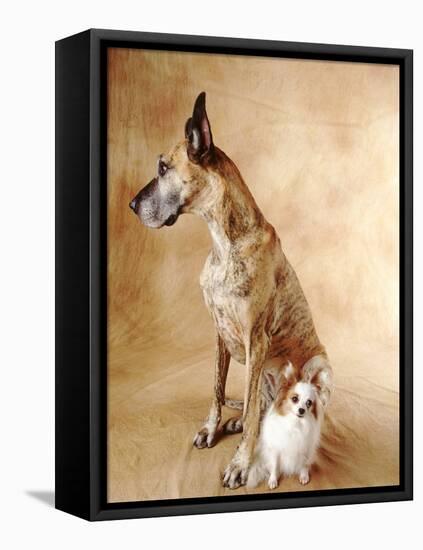 Papillon and Great Dane-Don Mason-Framed Stretched Canvas