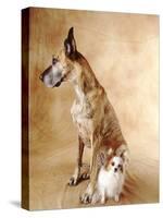 Papillon and Great Dane-Don Mason-Stretched Canvas