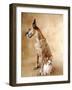 Papillon and Great Dane-Don Mason-Framed Photographic Print