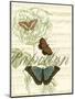 Papillon Melange II-null-Mounted Art Print