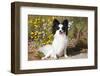 Papillon sitting in front of wildflowers and dried grasses.-Zandria Muench Beraldo-Framed Photographic Print