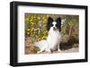 Papillon sitting in front of wildflowers and dried grasses.-Zandria Muench Beraldo-Framed Photographic Print