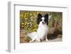 Papillon sitting in front of wildflowers and dried grasses.-Zandria Muench Beraldo-Framed Photographic Print