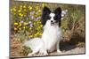 Papillon sitting in front of wildflowers and dried grasses.-Zandria Muench Beraldo-Mounted Photographic Print