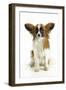 Papillon, Sitting-null-Framed Photographic Print