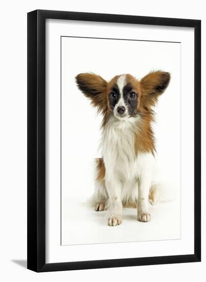 Papillon, Sitting-null-Framed Photographic Print