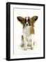 Papillon, Sitting-null-Framed Photographic Print