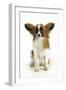 Papillon, Sitting-null-Framed Photographic Print