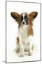 Papillon, Sitting-null-Mounted Photographic Print