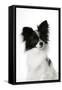 Papillon-null-Framed Stretched Canvas